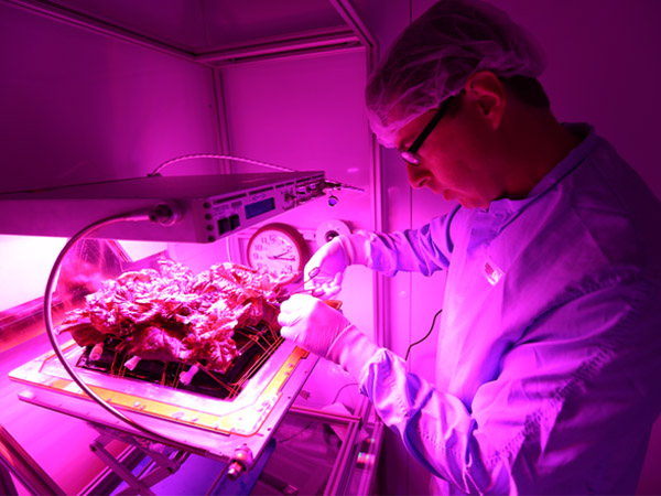 10 августа 2015 года члены экипажа МКС в прямом эфире впервые попробовали красный салат сорта Ромэн, который вырастили на Международной космической станции.