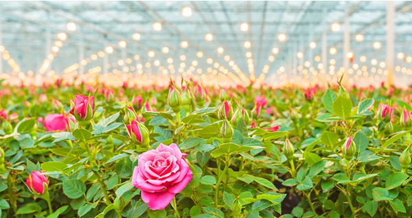 Подробнее о том, как выбрать освещение для выращивания роз