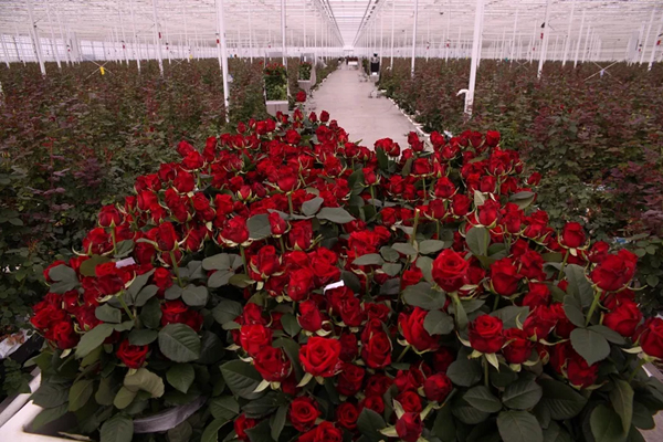 Во всей теплице можно разместить 400 кустов роз
