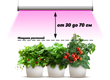 Фитолампы верхнего света для выращивания растений следует размещать на расстоянии от 30 до 70 см над макушками растений.