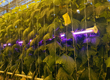 Фитосветильники межрядной досветки «UNION» позволяют  предотвратить световой ожог листа и перегрев макушек растений.